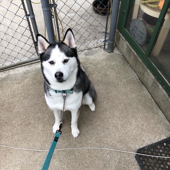 Meet your Posher, Forest - Picture 1 of 1